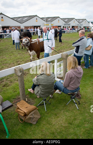 Der Vieh-Wettbewerb bei der Great Yorkshire Show Harrogate Stockfoto