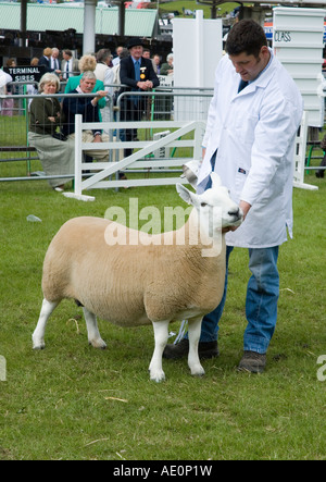 Preisgekrönte Schafe bei der Beurteilung der Ring an der Great Yorkshire Show Harrogate Stockfoto