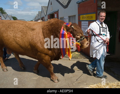 Preis gewinnende Limousin-Stier in der gebürtige züchtet Rinder Wettbewerb in Great Yorkshire Show Harrogate Stockfoto