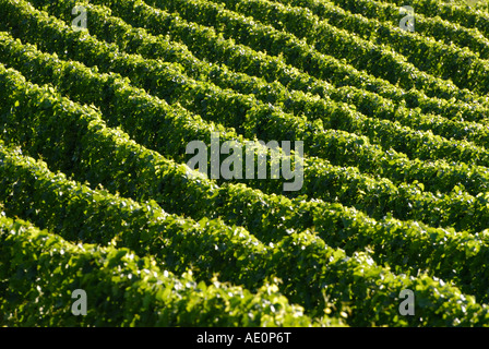 Weinberge mit späten Nachmittag Licht, Valle d ' Aosta, Italien Stockfoto