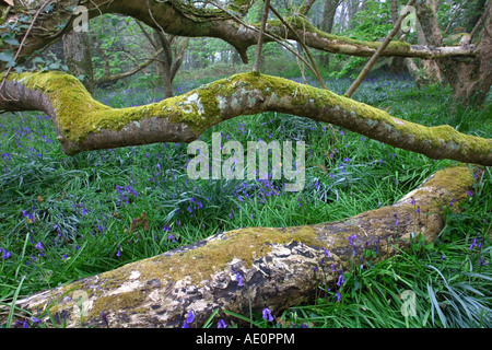 St. Loy Bluebell woods Penwith cornwall Stockfoto