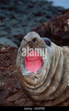 Antarktis Walross Mit Offenem Maul Odobenus Rosmarus Antarktische Halbinsel Stockfoto