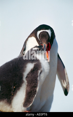 Eselspinguin Füttert Jungvogel Pygoscelis Papua Port Lockroy Antarktische Halbinsel Stockfoto