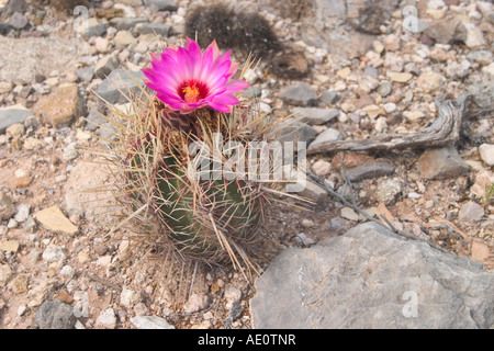 Thelocactus bicolor bicolor Tucson Arizona USA 24 April Cactaceae Stockfoto