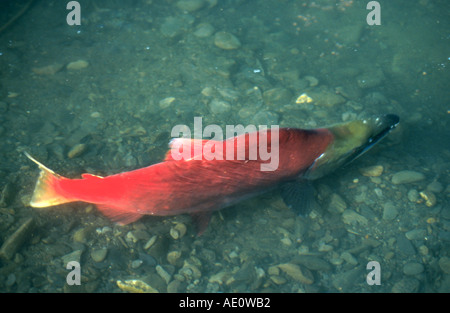 Sockeye Lachs, Sockeye, Kokanee, blaue Rückseite (Oncorhynchus Nerka), laichen, USA, Alaska Stockfoto