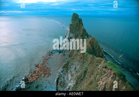 Walross (Odobenus Rosmarus), Masse der Stiere auf den Strand, USA, Alaska Stockfoto