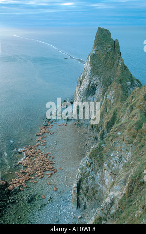 Walross (Odobenus Rosmarus), Masse der Stiere auf den Strand, USA, Alaska Stockfoto