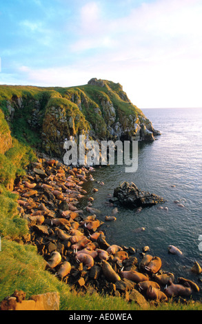 Walross (Odobenus Rosmarus), Masse der Stiere auf den Strand, USA, Alaska Stockfoto