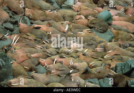 Walross (Odobenus Rosmarus), Masse des Bullen, USA, Alaska Stockfoto