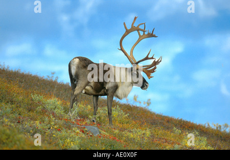 kargen Boden Carribu, Rentier (Rangifer Tarandus Caribou), single Bull, USA, Alaska Stockfoto