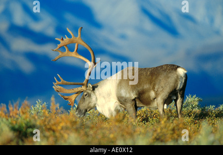 kargen Boden Carribu, Rentier (Rangifer Tarandus Caribou), single Bull, USA, Alaska Stockfoto