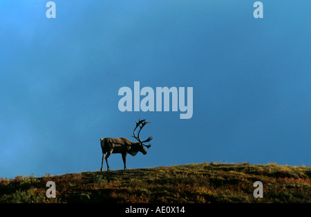 kargen Boden Carribu, Rentier (Rangifer Tarandus Caribou), einzige Stier stehend auf Hügel, USA, Alaska Stockfoto