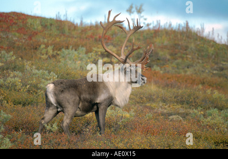 kargen Boden Carribu, Rentier (Rangifer Tarandus Caribou), single Bull, USA, Alaska Stockfoto