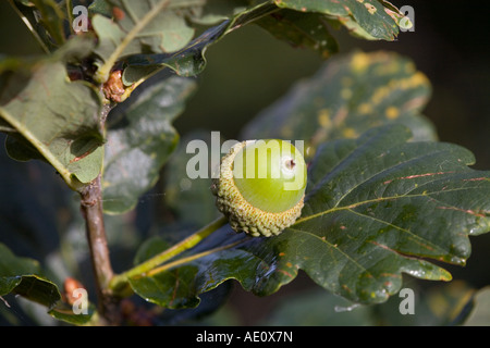 englischer Eiche Quercus Rober Blätter und Eicheln Stockfoto