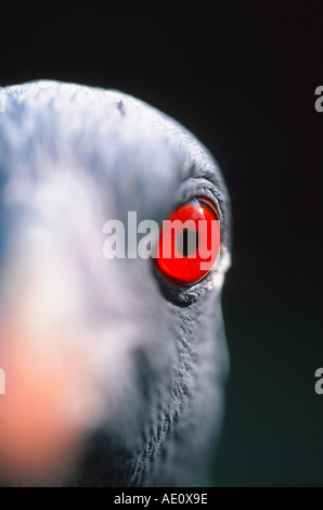 Demoiselle Kran (Anthropoides Virgo), Porträt, rote Augen, Deutschland, Mecklenburg, Bird Park Marlow Stockfoto