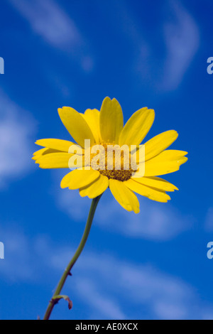 Mais-Ringelblume Chrysanthemum Segetum wächst auf der Boscregan Farm in cornwall Stockfoto