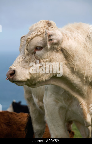 Bull mit Nase ring cornwall Stockfoto