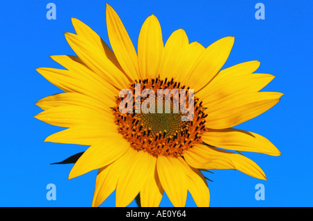 gewöhnliche Sonnenblume (Helianthus Annuus), einzelne Blütenstand gegen blauen Himmel, Italien, Toskana, Buonconvento Stockfoto