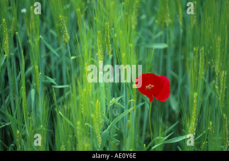 gemeinsamen Mohn, Klatschmohn, roter Mohn (Papaver Rhoeas), Einzelpflanze Kornfeld, Italien, Toskana Stockfoto