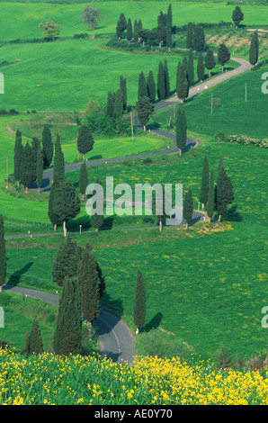 Italienische Zypresse (Cupressus Sempervirens Stricta), Futter, geschwungene Straße, Italien, Toskana, Montichiello Allee Stockfoto