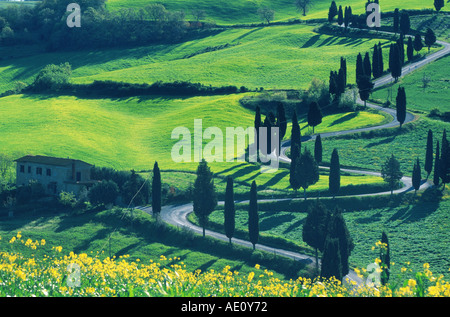 Italienische Zypresse (Cupressus Sempervirens Stricta), Futter, geschwungene Straße, Italien, Toskana, Montichiello Allee Stockfoto