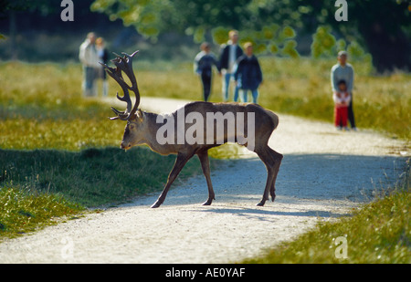Rothirsch (Cervus Elaphus), einziges Tier über einen Weg mit Menschen im Hintergrund Stockfoto