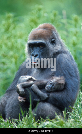 Gorilla (Gorilla Gorilla), Mutter halten jung in die Arme Stockfoto