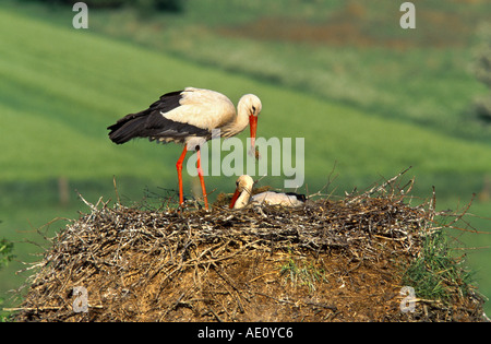 Weißstorch (Ciconia Ciconia), Erwachsene auf nest Stockfoto