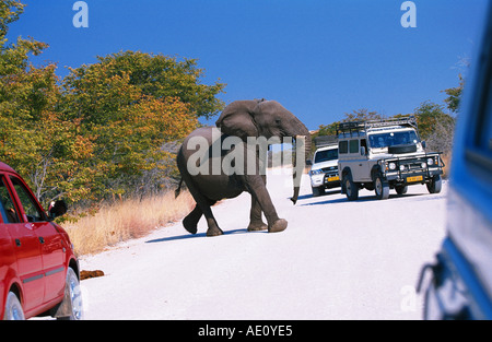 Afrikanischer Elefant (Loxodonta Africana), einziges Tier beim Überqueren der Straße, mit Jeep im Hintergrund, Namibia, Etosha NP Stockfoto