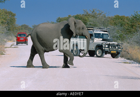 Afrikanischer Elefant (Loxodonta Africana), einziges Tier beim Überqueren der Straße, mit Jeep im Hintergrund, Namibia, Etosha NP Stockfoto