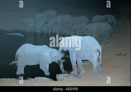 Afrikanischer Elefant (Loxodonta Africana), Herde an der Wasserstelle in der Nacht, Namibia, Etosha NP Stockfoto