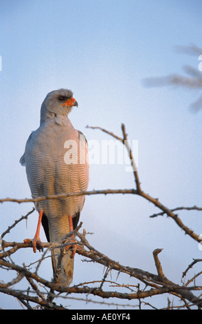 dunkles singen-Habicht (Melierax Metabates), einzelnes Tier, auf Ast, Namibia Stockfoto