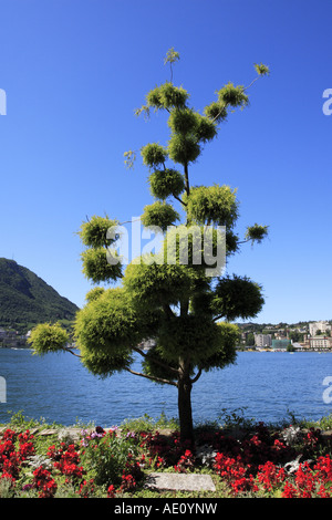 Ungewöhnliche Baum im Parco Ciani vom Lago di Lugano Schweiz Stockfoto