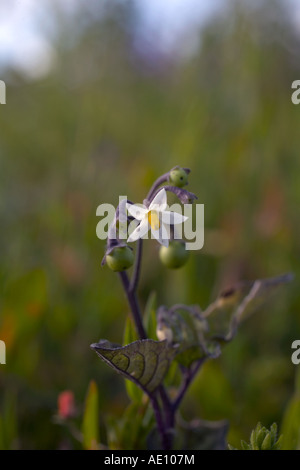 schwarzer Nachtschatten Solanum Nigrum cornwall Stockfoto