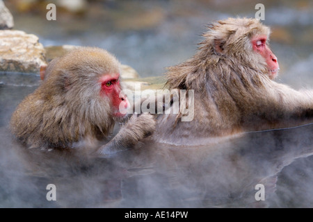 Japan Honshu Chubu Nagano Präfektur Jigokudani Nature Reserve Jigokudani Onsen Hölle Zentraltal Thermalquellen japanischen Makaken Stockfoto