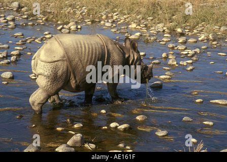 Rhino Royal Bardia Nationalpark Nepal Stockfoto