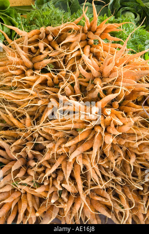 Haufen von Karotten, Daucus Carota, die auf einem Bio-Bauernhof angebaut wurden. Die Wurzeln von Möhren, ein Mitglied der Familie der Petersilie, conta Stockfoto