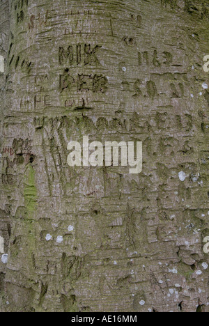 Graffiti auf Baumstämmen in Avebury Stone circle Wiltshire England Stockfoto