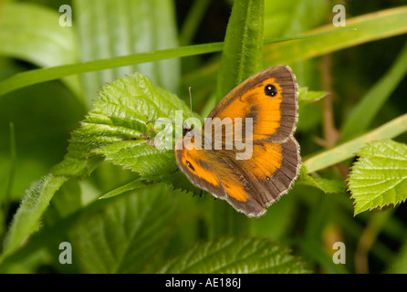 Hecke braun oder Gatekeeper Maniola Tithonus auf Bramble Blatt Stockfoto
