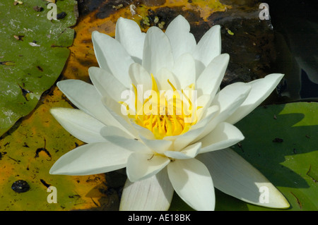 Weiße Seerose Nymphaea alba Stockfoto