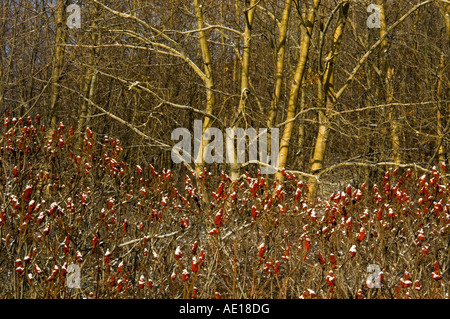 Staghorn Sumach (Rhus Typhina). Winter-Kolonie mit Fruchtkörper in der Nähe von aspen Grove, Greater Sudbury, Ontario, Kanada Stockfoto