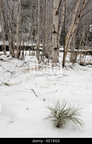 Gefrostet Birken mit roten Kiefer Setzling, Greater Sudbury, Ontario, Kanada Stockfoto