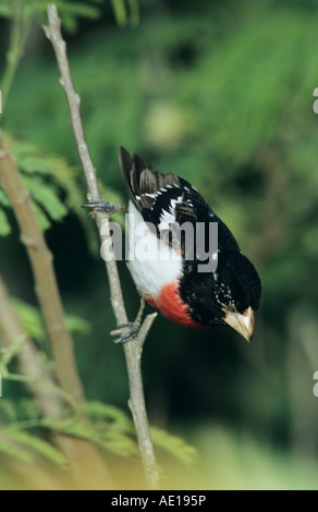 Rose – Breasted Kernbeißer Pheucticus sich männliche South Padre Island, Texas USA Mai 2005 Stockfoto