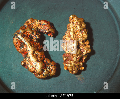 Zwei alluvial gold-Nuggets 6 & 7 Unzen im Gewicht mit einem Metalldetektor in Central Queensland Australien wiederhergestellt Stockfoto