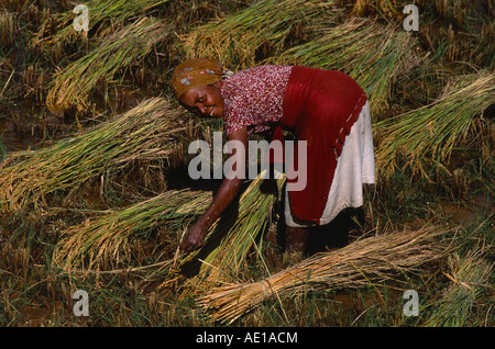 Madagaskar-junge Frau im Feld Ernten Reis von hand in bündeln oder Garben bücken Stockfoto