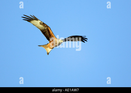 Rotmilan Mivus Milvus Stockfoto