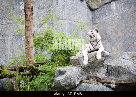 Weiße Tiger im Zoo von Chiang Mai Stockfoto