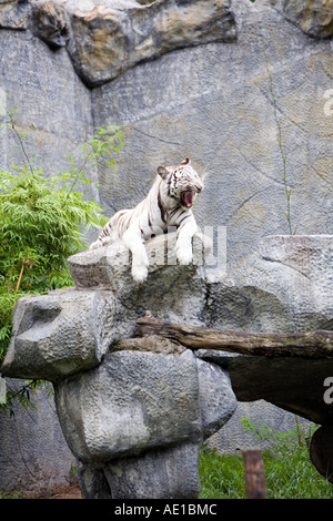 Weiße Tiger im Zoo von Chiang Mai Thailand Stockfoto