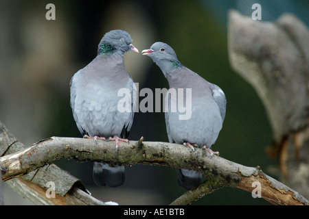 Hohltaube Columba oenas Stockfoto