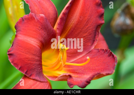Einzelne Blüte einer roten Tag Lilie aus Fokus grüne Laub gegenübergestellt. Stockfoto